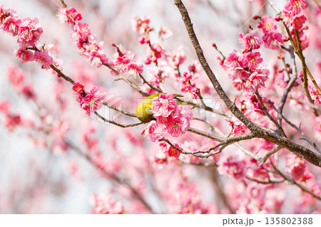 梅の花の蜜を求めるメジロ 梅の花の蜜を求めるメジロ 135802388