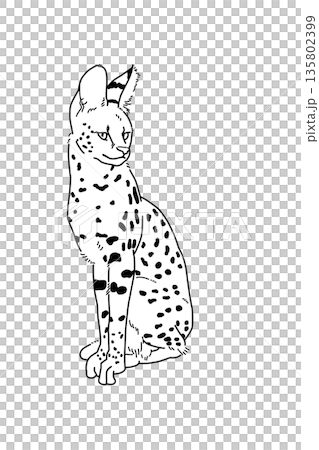 一隻藪貓的單色插圖 一隻藪貓的單色插圖 135802399