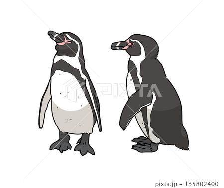 フンボルトペンギンのイラスト フンボルトペンギンのイラスト 135802400