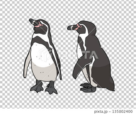 フンボルトペンギンのイラスト フンボルトペンギンのイラスト 135802400