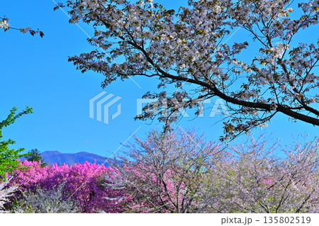 赤城南面千本桜　青空に映える桜　遠くに山並　　　　 135802519
