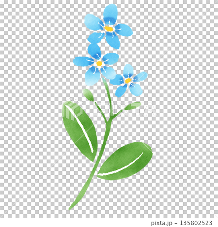 Watercolor illustration of forget-me-not, a single blue flower Watercolor illustration of forget-me-not, a single blue flower 135802523