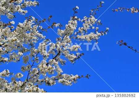 青空の中　満開の赤城南面の桜　　 135802692