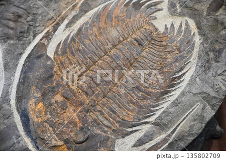 Vladivostok, Russia 4 January 2026 - Fossil of Acadoparadoxides briareus trilobite exhibited in Primorsky Oceanarium showing ancient marine life. Vladivostok, Russia 4 January 2026 - Fossil of Acadoparadoxides briareus trilobite exhibited in Primorsky Oceanarium showing ancient marine life. 135802709