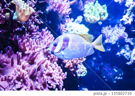 Double barred rabbitfish swimming in tropical aquarium. Siganus virgatus reef species with pale body blue patterns and yellow fins underwater. 135802710