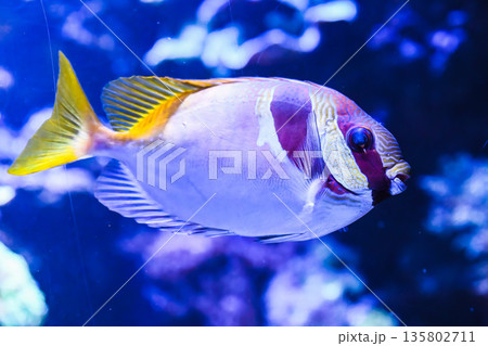 Exotic double barred rabbitfish swimming underwater in aquarium reef. Siganus virgatus species with elegant shape and vivid colors. 135802711