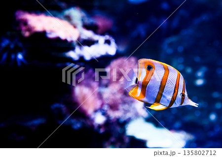 Copperband butterflyfish swimming in marine aquarium with dark blue background. Chaetodon rostratus reef fish with long snout and clear copy space. 135802712