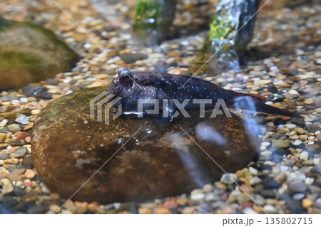 Mudskipper resting on wet stone in shallow water. Periophthalmus amphibious fish adapted to land and water with textured natural background. Mudskipper resting on wet stone in shallow water. Periophthalmus amphibious fish adapted to land and water with textured natural background. 135802715