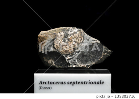 Vladivostok, Russia 4 January 2026 - Fossil of Arctoceras septentrionale aged 251 million years displayed at Primorsky Oceanarium exhibition. Vladivostok, Russia 4 January 2026 - Fossil of Arctoceras septentrionale aged 251 million years displayed at Primorsky Oceanarium exhibition. 135802716