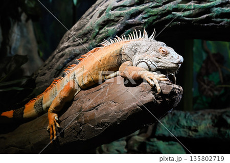 Green iguana resting on rock in terrarium. Iguana iguana tropical reptile with spiny crest textured skin and dark natural background. Green iguana resting on rock in terrarium. Iguana iguana tropical reptile with spiny crest textured skin and dark natural background. 135802719