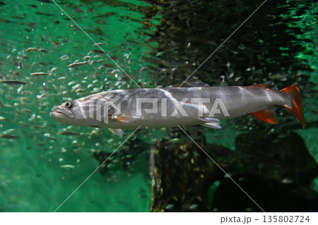 Hucho taimen swimming underwater in large aquarium tank. Powerful freshwater salmonid fish with long body in clear blue water. Hucho taimen swimming underwater in large aquarium tank. Powerful freshwater salmonid fish with long body in clear blue water. 135802724