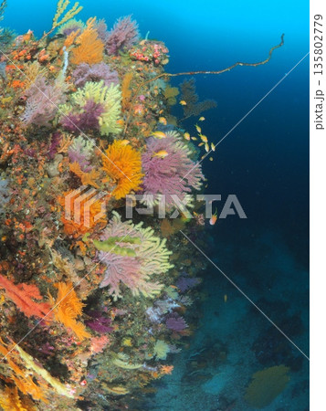 色彩豊かなソフトコーラルの群生、伊豆・伊東の海中風景素材 135802779