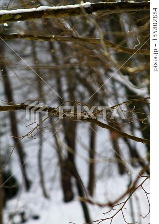 Under The Snow In A Winter Day Under The Snow In A Winter Day 135802884