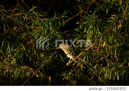 川を見つめる夕方のホシゴイ 135802933