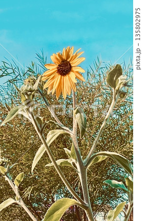 青空に向かって咲くひまわり 青空に向かって咲くひまわり 135802975