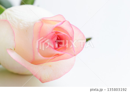beautiful pink rose flower isolated on white background, valentine day beautiful pink rose flower isolated on white background, valentine day 135803192