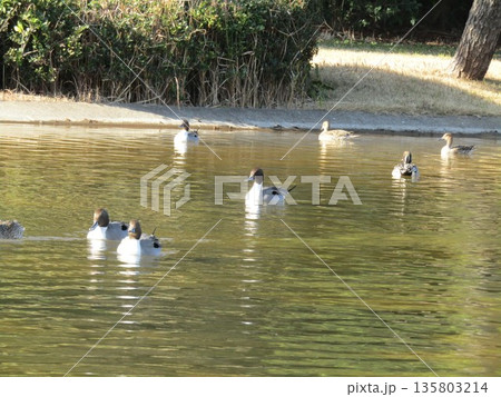 浜の池に来た冬の渡り鳥オナガガモ 135803214