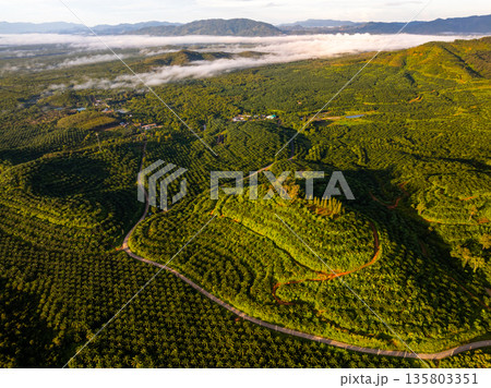 Aerial view green forest nature background Aerial view green forest nature background 135803351