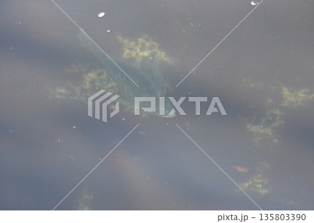 海を泳ぐ魚 135803390