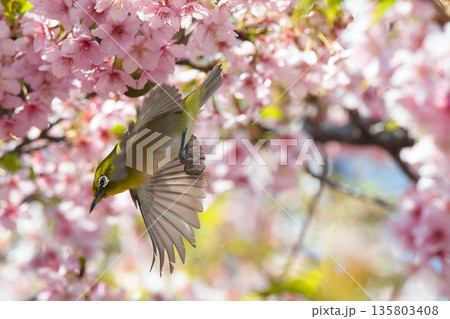 満開の桜と戯れるメジロ 135803408