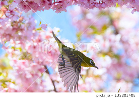 満開の桜と戯れるメジロ 満開の桜と戯れるメジロ 135803409
