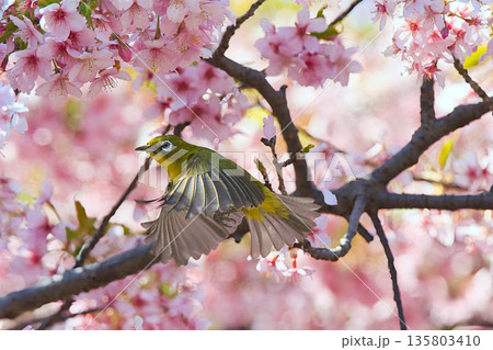 満開のカワズザクラと戯れるメジロ 135803410