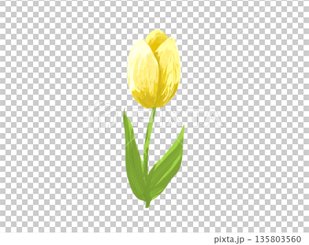1本の手描きの黄色いチューリップ 135803560