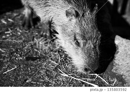 カピバラの顔アップ 草を食べる横顔 モノクロ写真 135803592
