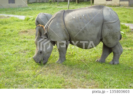 インドサイの赤ちゃん　チトワン国立公園　4 135803603