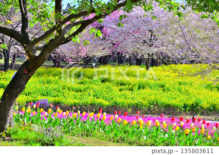 赤城南面千本桜　菜の花畑とチューリップ　　　 135803611