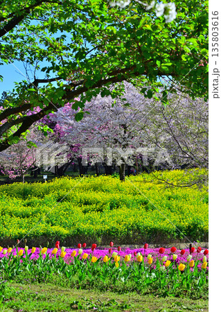赤城南面千本桜　菜の花畑とチューリップ　　　 135803616