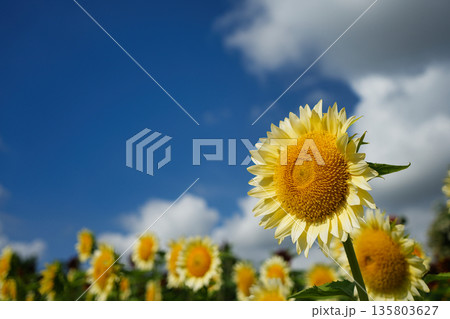 広がる白いひまわり畑と夏の青空	 135803627