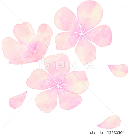 春を彩る水彩風の桜の花｜桜,春,花,水彩,和風 135803644