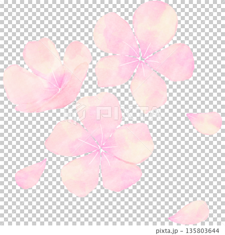 春を彩る水彩風の桜の花｜桜,春,花,水彩,和風 135803644