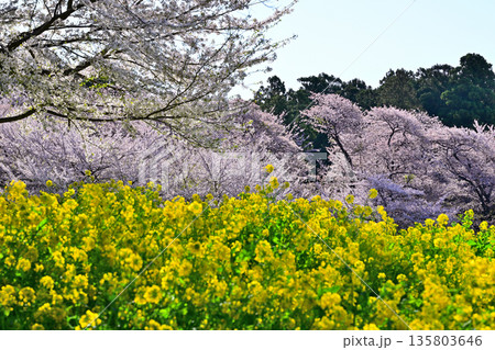 赤城南面千本桜　桜と菜の花の彩　　　 135803646