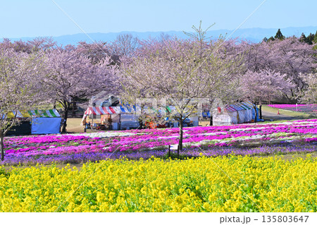 赤城南面千本桜 菜の花と芝桜の彩 イベント広場会場 赤城南面千本桜 菜の花と芝桜の彩 イベント広場会場 135803647