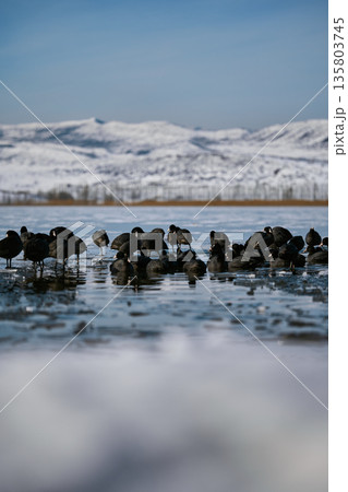 A flock of black waterfowl (Fulica atra) walking on the surface of a frozen ice lake in winter 135803745
