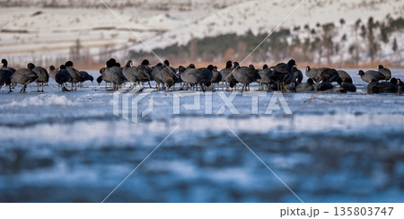A flock of black waterfowl (Fulica atra) walking on the surface of a frozen ice lake in winter A flock of black waterfowl (Fulica atra) walking on the surface of a frozen ice lake in winter 135803747