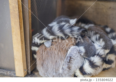 尻尾で目隠しして丸まるワオキツネザル達　寒さでサル団子状態 135804022