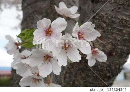幹に咲いた桜の花 135804343