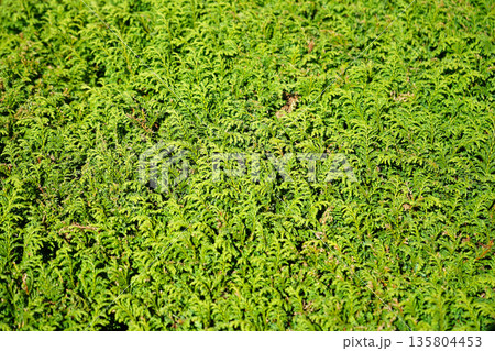 Vibrant green cypress hedge texture with dense scale like foliage in bright natural sunlight Vibrant green cypress hedge texture with dense scale like foliage in bright natural sunlight 135804453