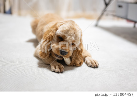 おやつを食べる犬 135804457