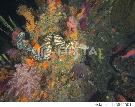 ウツボ、鮮やかなソフトコーラルを背景にした水中写真 135804501