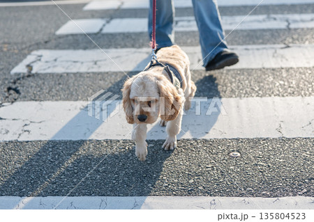 散歩する犬 135804523
