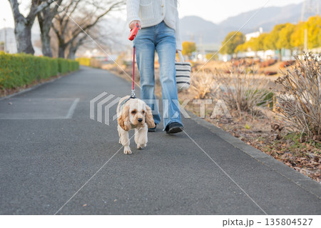 散歩する犬 135804527