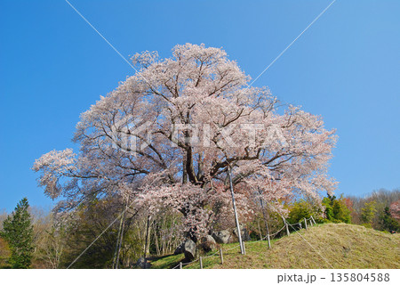 福島県古殿町 越代の桜 福島県古殿町 越代の桜 135804588