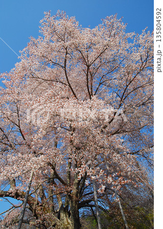 福島県古殿町　越代の桜 135804592