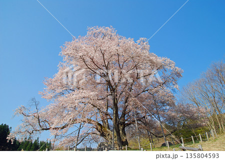 福島県古殿町 越代の桜 福島県古殿町 越代の桜 135804593