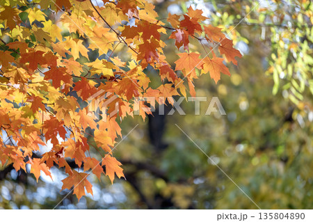 Colorful autumn nature. Canopies of yellow forest trees in fall season 135804890