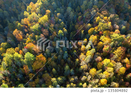 Aerial view of lush forest with colorful canopies in autumn woods on sunny day. Landscape of autumnal wild nature Aerial view of lush forest with colorful canopies in autumn woods on sunny day. Landscape of autumnal wild nature 135804892